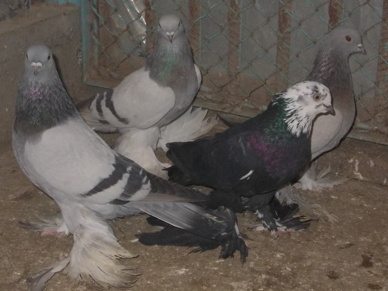 Туркменские голуби косаны