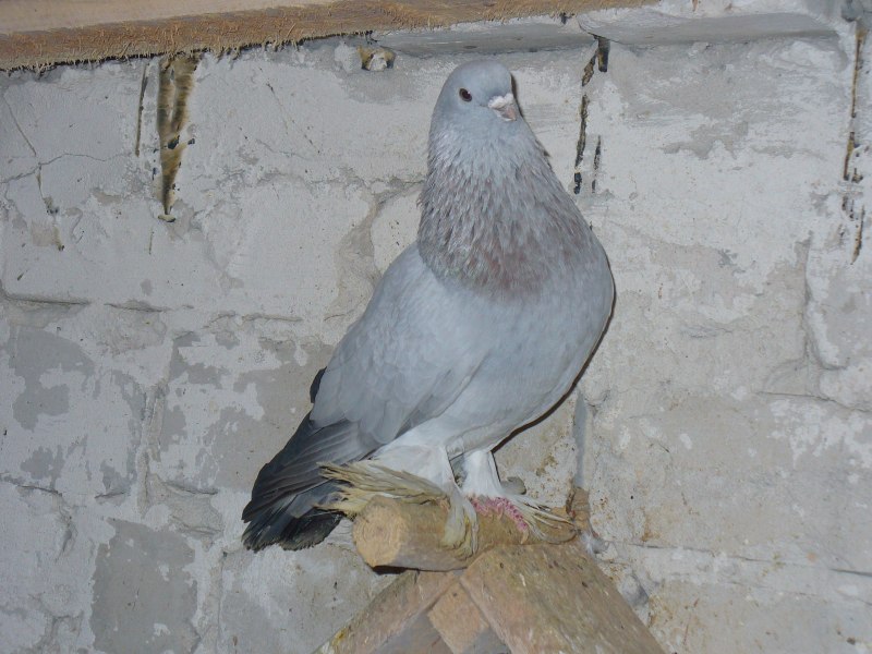 Бойные голуби Уды