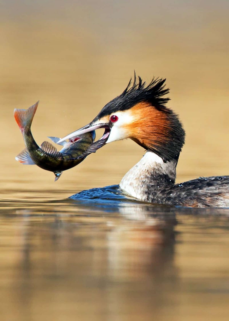 Podiceps cristatus