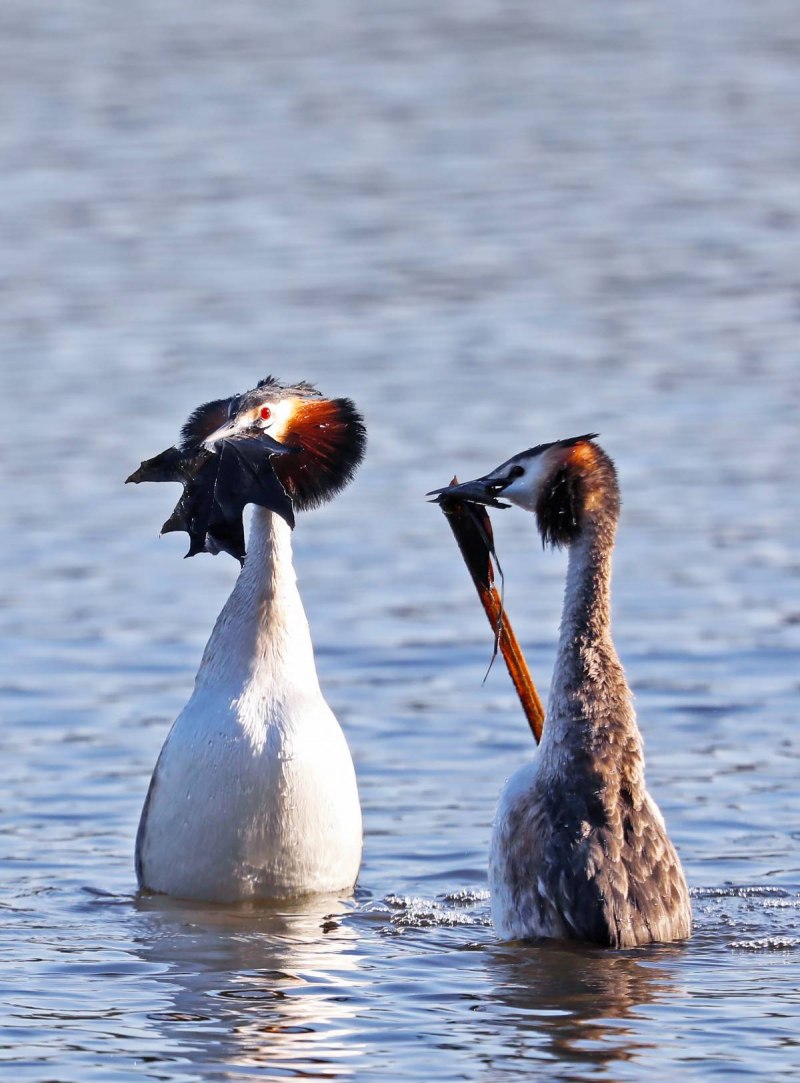 Большая поганка – Podiceps cristatus