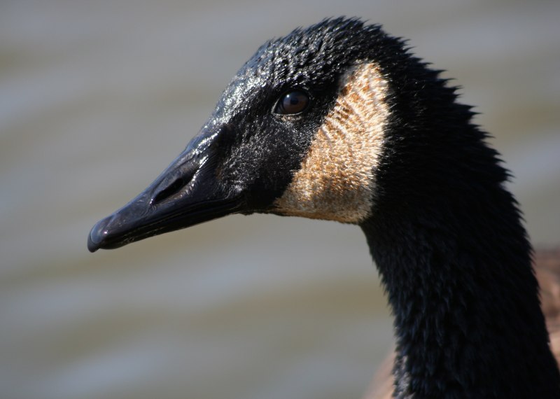 Canada Goose птица