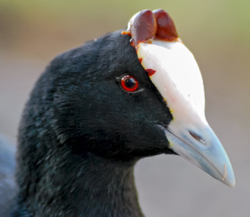 Fulica cristata