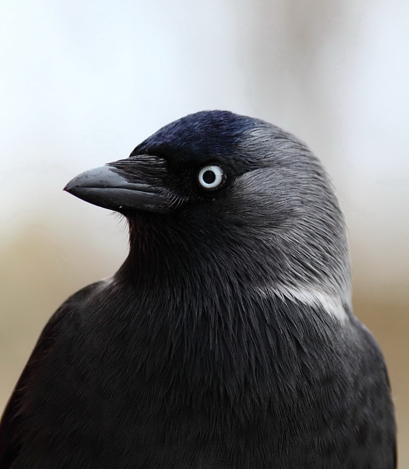 Галка обыкновенная ‒ Corvus monedula