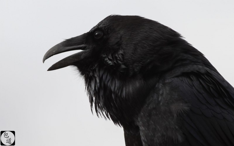 Quoth the Raven