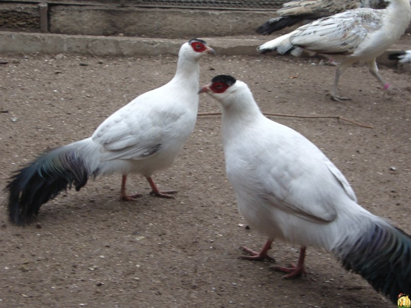 Фазаны в поле фото