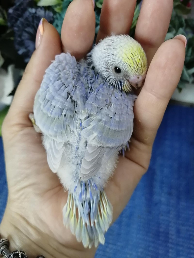 Коричный волнистый попугайчик
