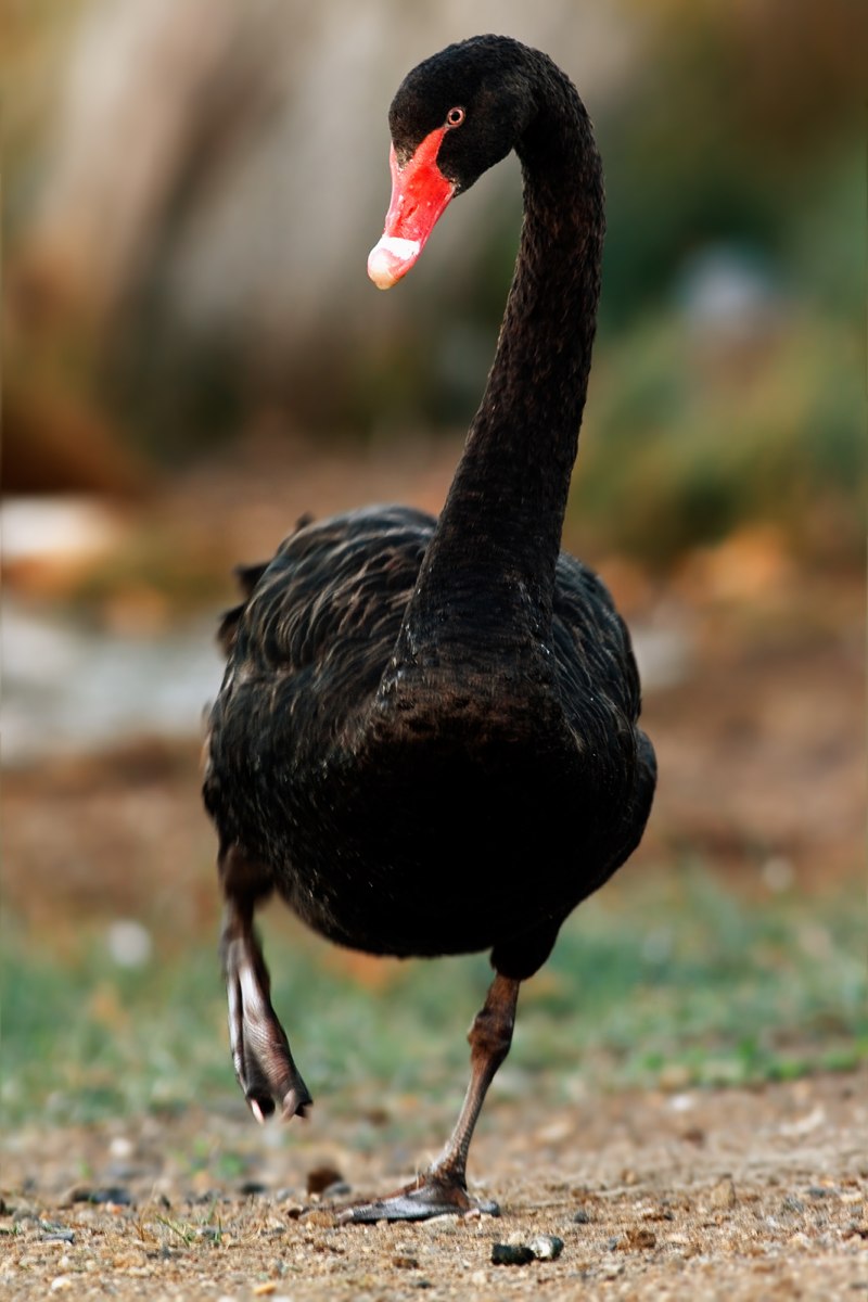 Cygnus atratus
