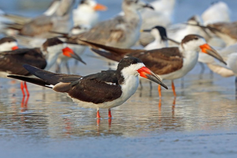 Африканский Водорез