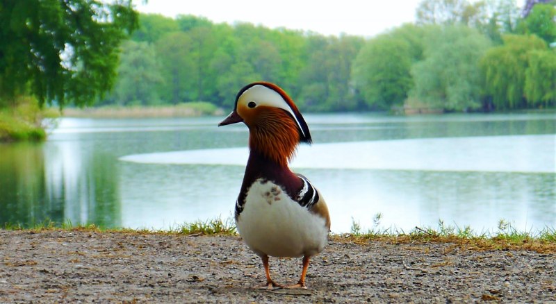 Rynchops flavirostris