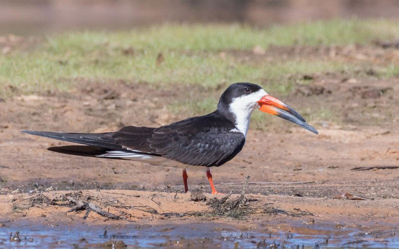 Rynchops flavirostris