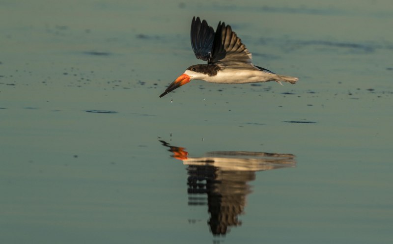 Black Skimmer