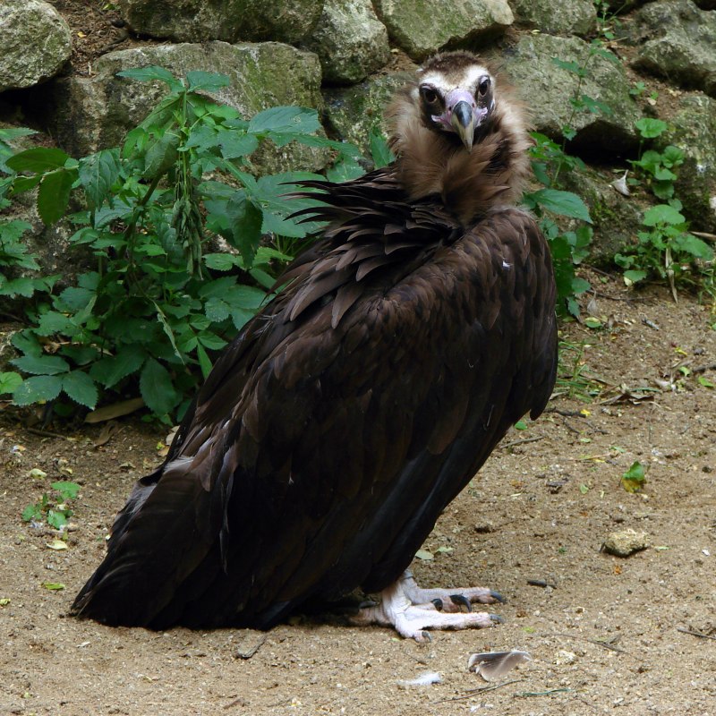 Черный гриф (Aegypius monachus)