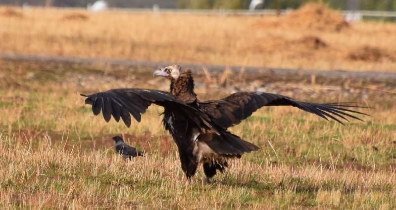 Cinereous Vulture