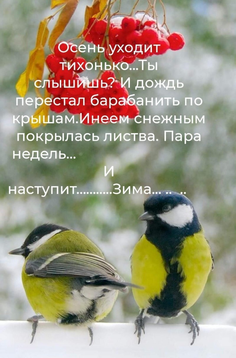 Снегирь и синица