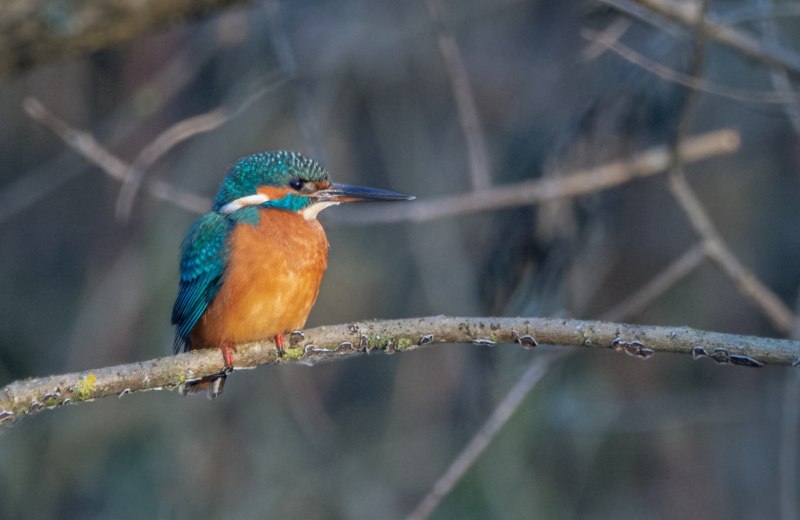 Обыкновенный Зиморо́док ( Alcedo Atthis)
