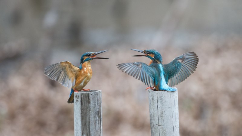 Alcedo Atthis