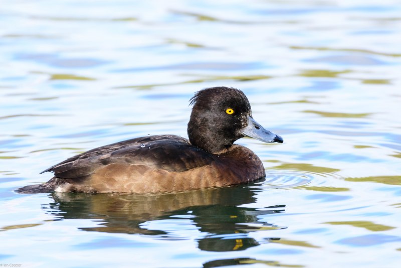 Lesser Scaup