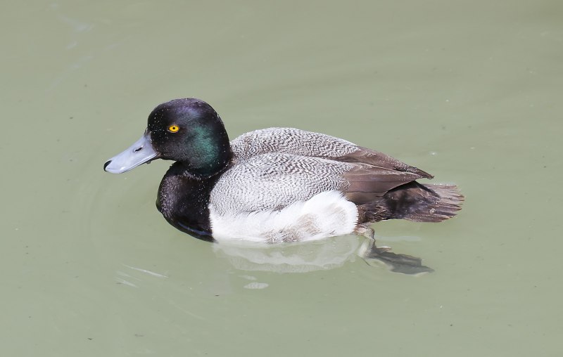 Aythya fuligula