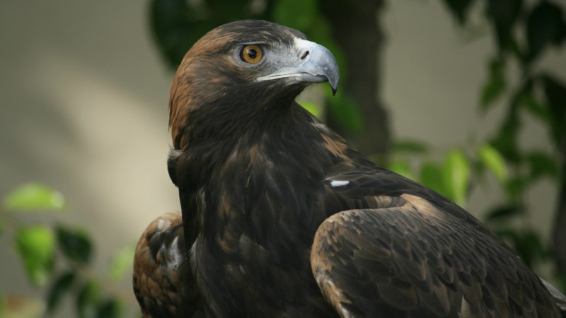 Коршун Чиль