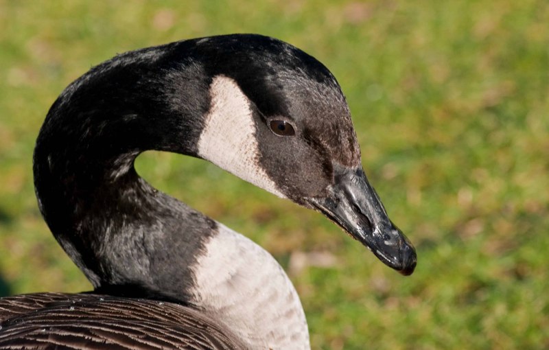 Canada Goose птица
