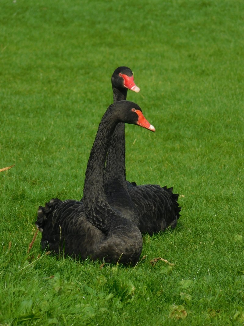 Branta canadensis