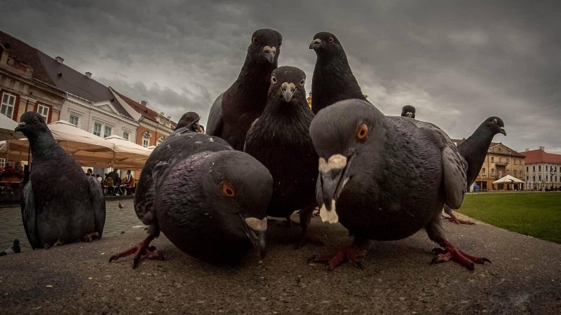 Прикольный голубь