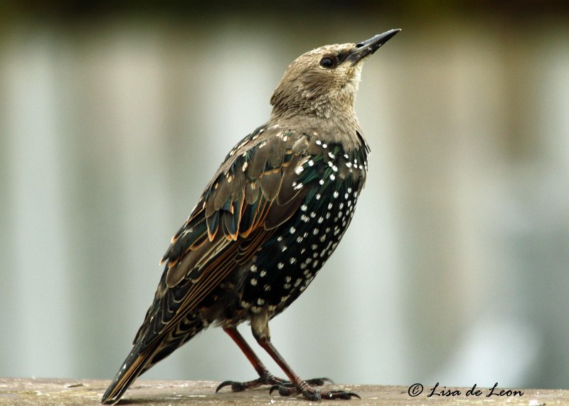 Sturnus vulgaris