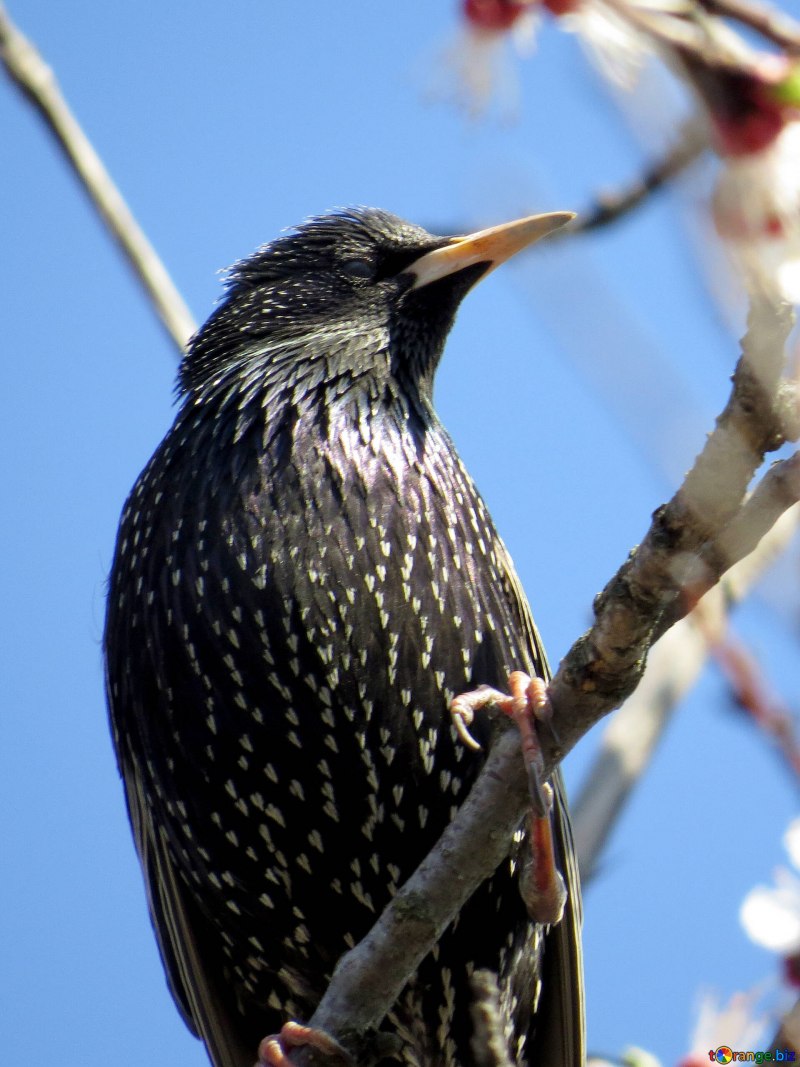 Common Starling Sturnus vulgaris