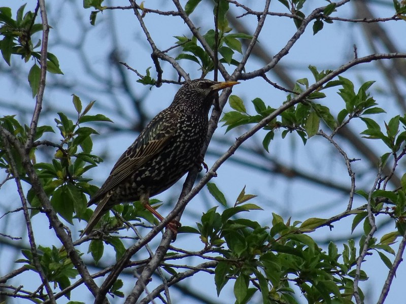 Скворец обыкновенный ‒ Sturnus vulgaris (l., 1758)