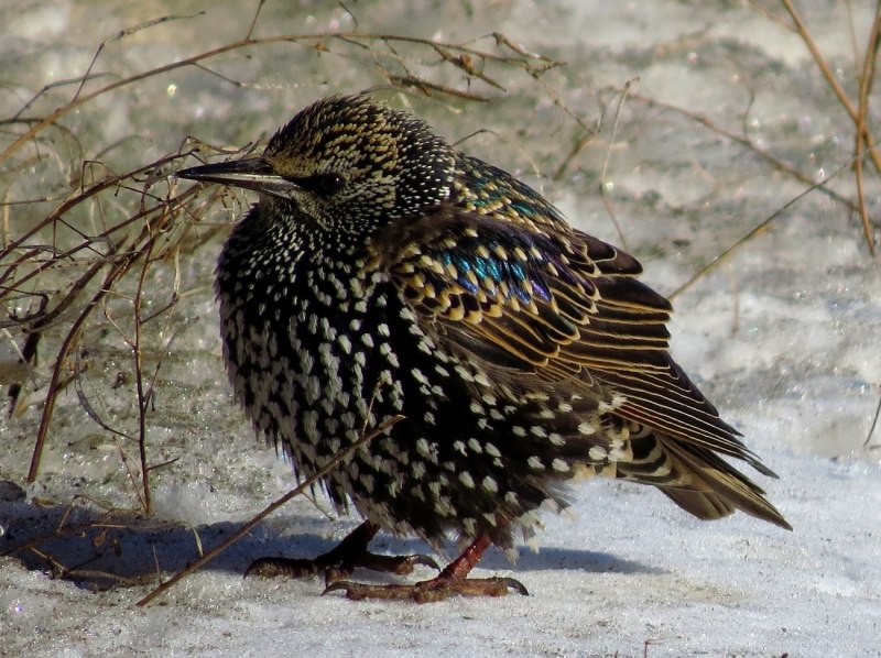 Sturnus vulgaris