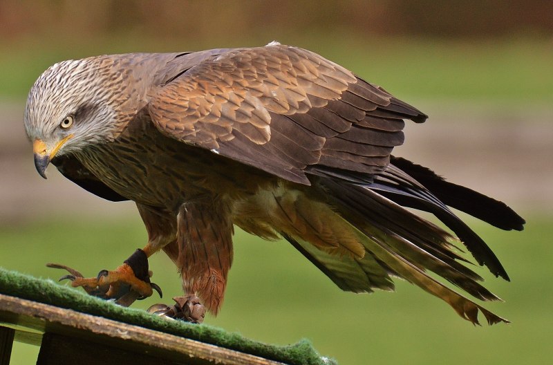 Красный Коршун Milvus Milvus
