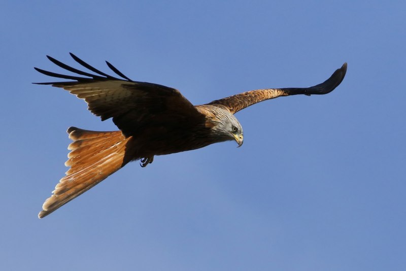 Красный Коршун 6 Milvus Milvus