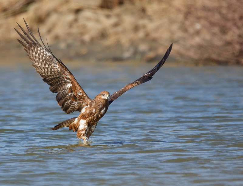 Водяной Коршун
