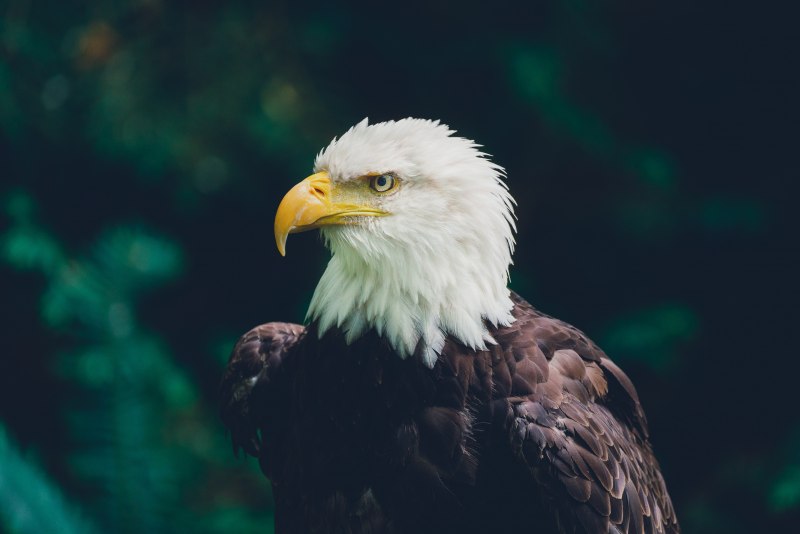 Лилия bald Eagle