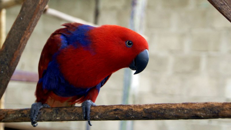 Благородный попугай (52 фото)