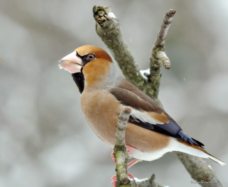Дубонос coccothraustes coccothraustes