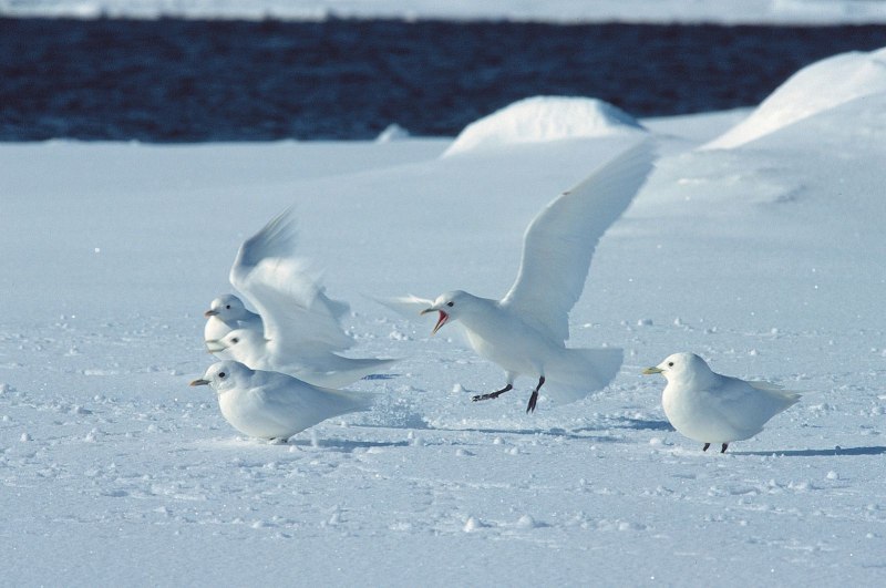 Полярная Чайка Larus Glaucoides