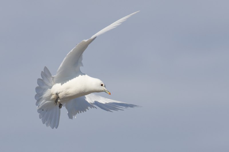 Ross Gull