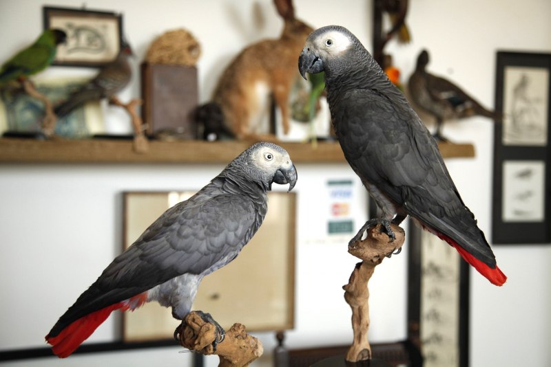 Королевский жако