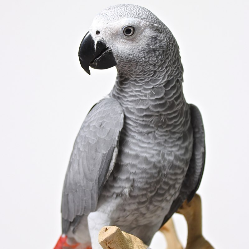 Королевский жако