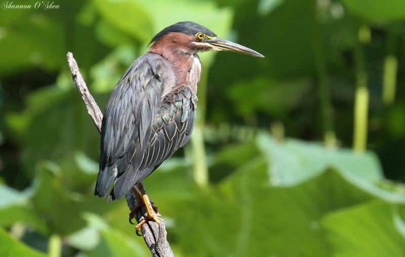 Butorides striatus