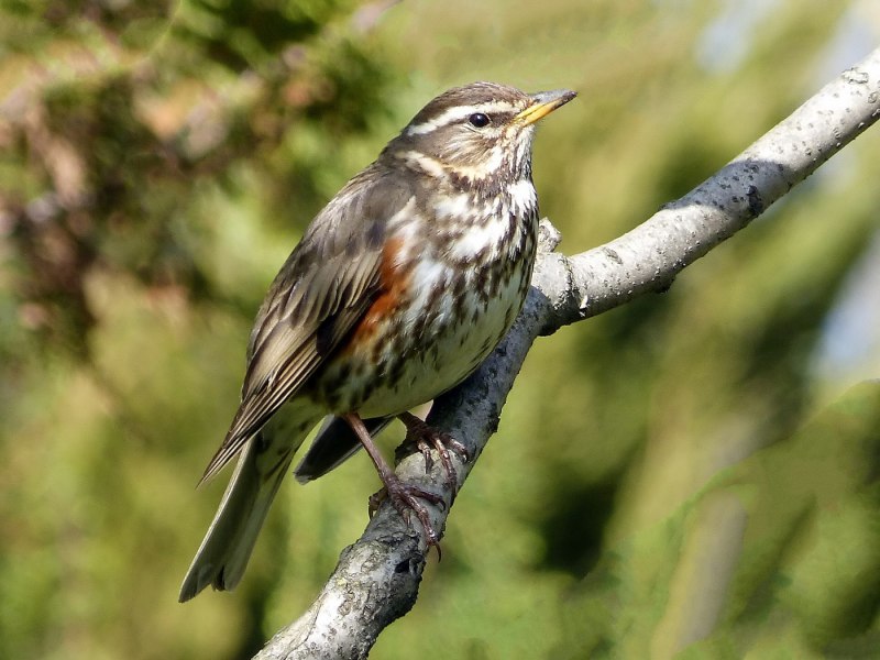 Дрозд-белобровик turdus iliacus