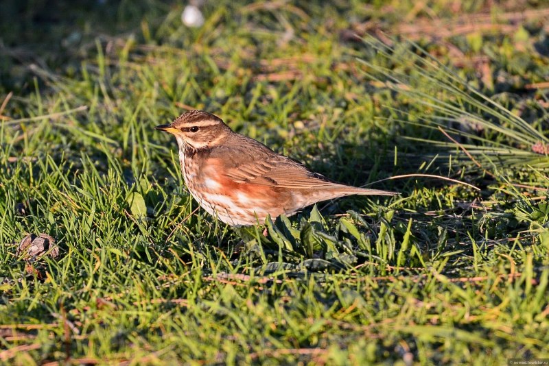 Turdus iliacus