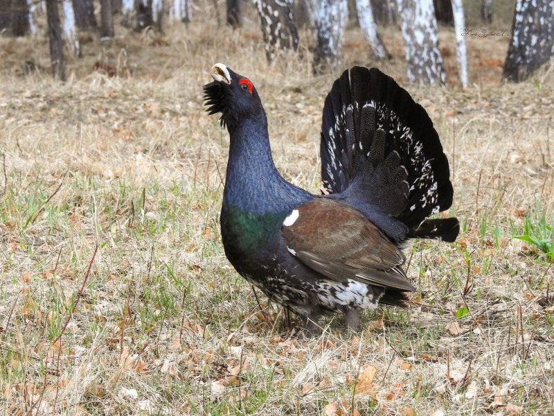 Чернобрюхий Глухарь Tetrao urogallus Major
