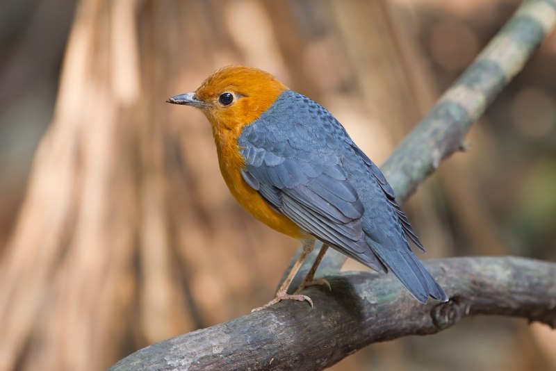 Zoothera citrina