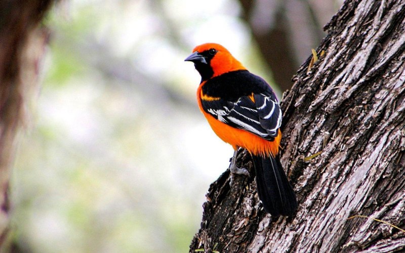 Altamira Oriole