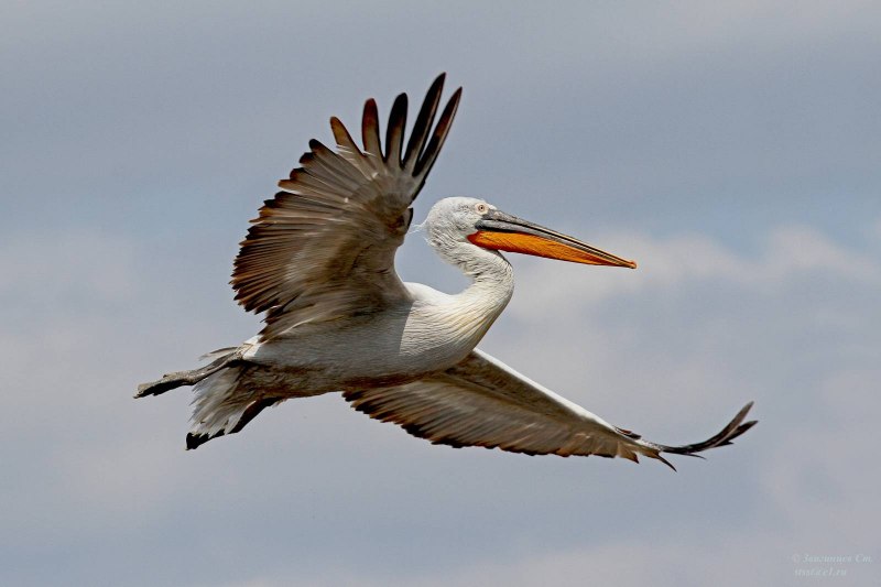 Пеликан кудрявый (Pelecanus crispus)