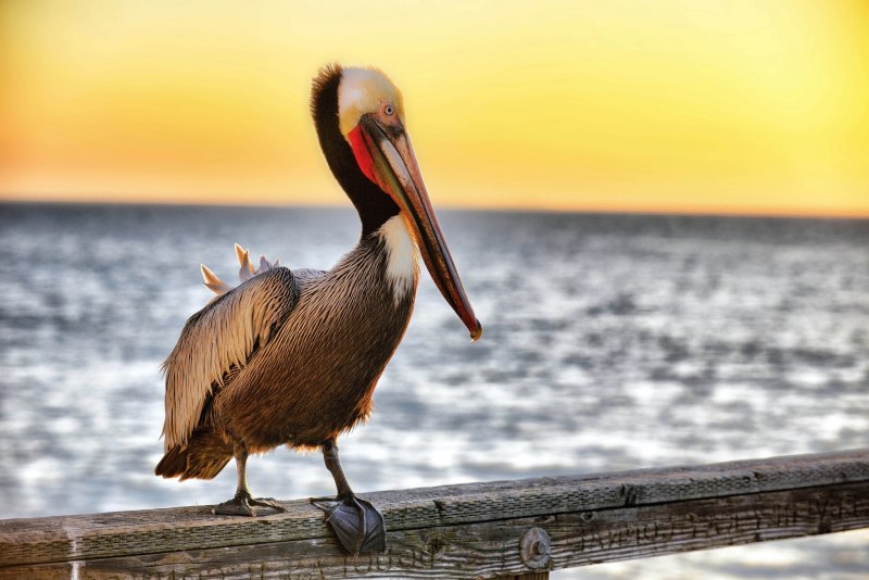 Pelecanus onocrotalus