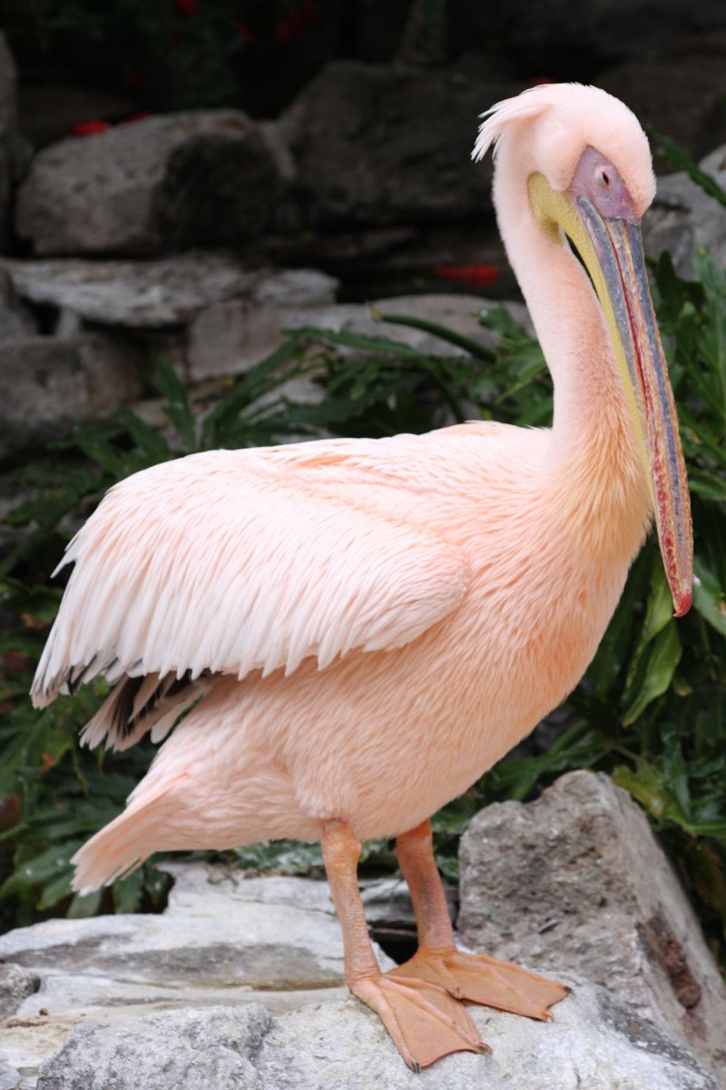 Pelecanus onocrotalus