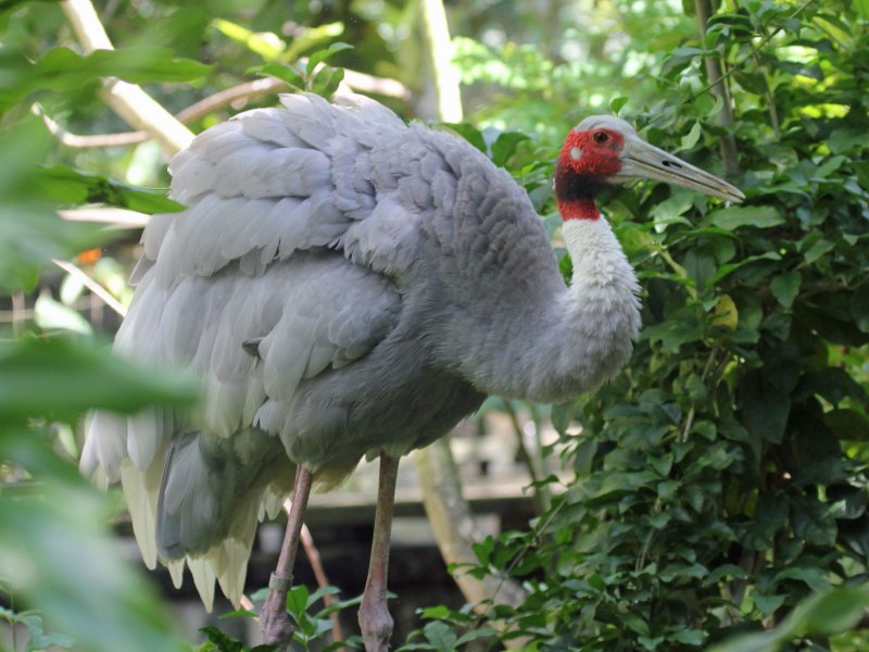 Pelecanus onocrotalus